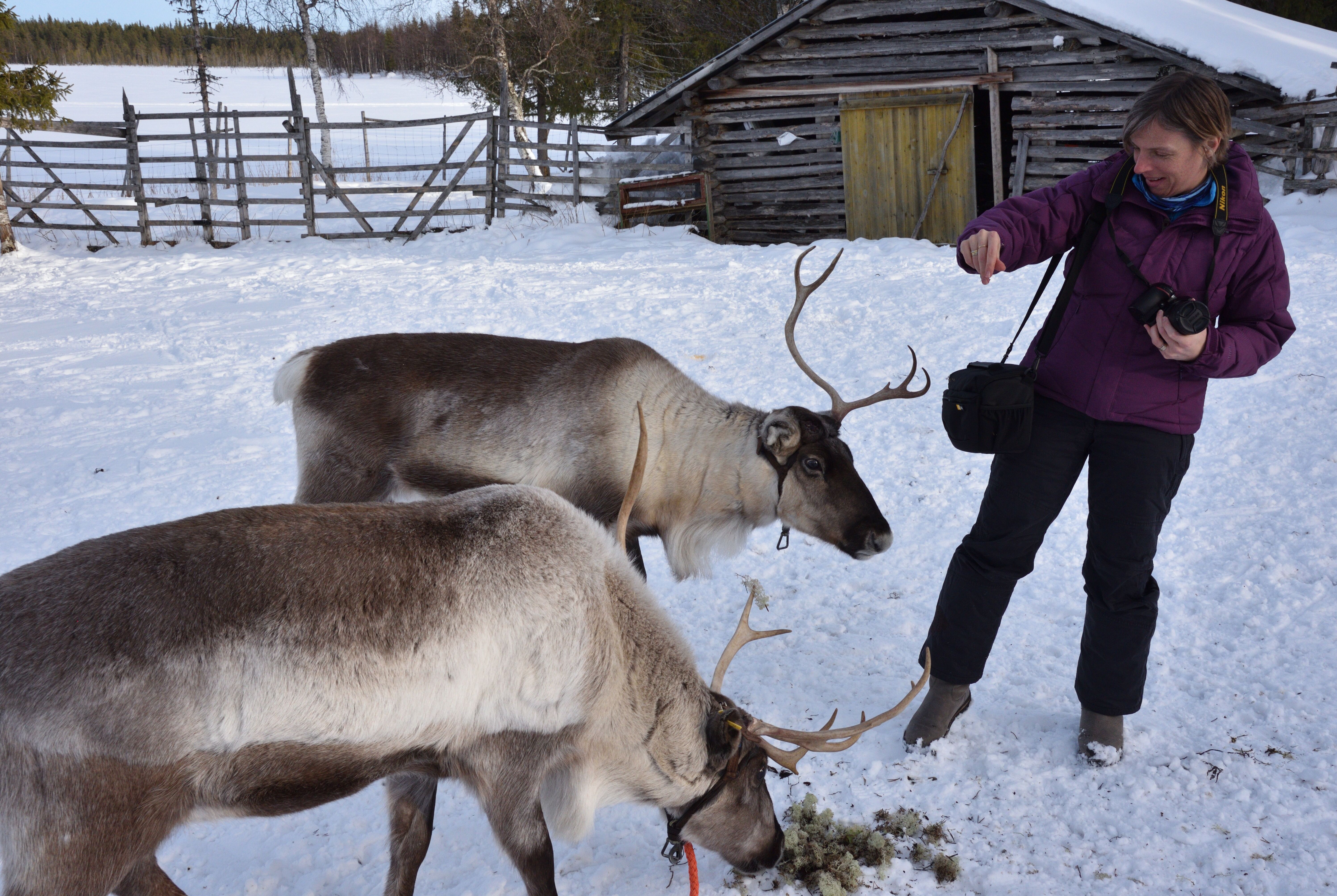 Lapland - Reindeer - Safari