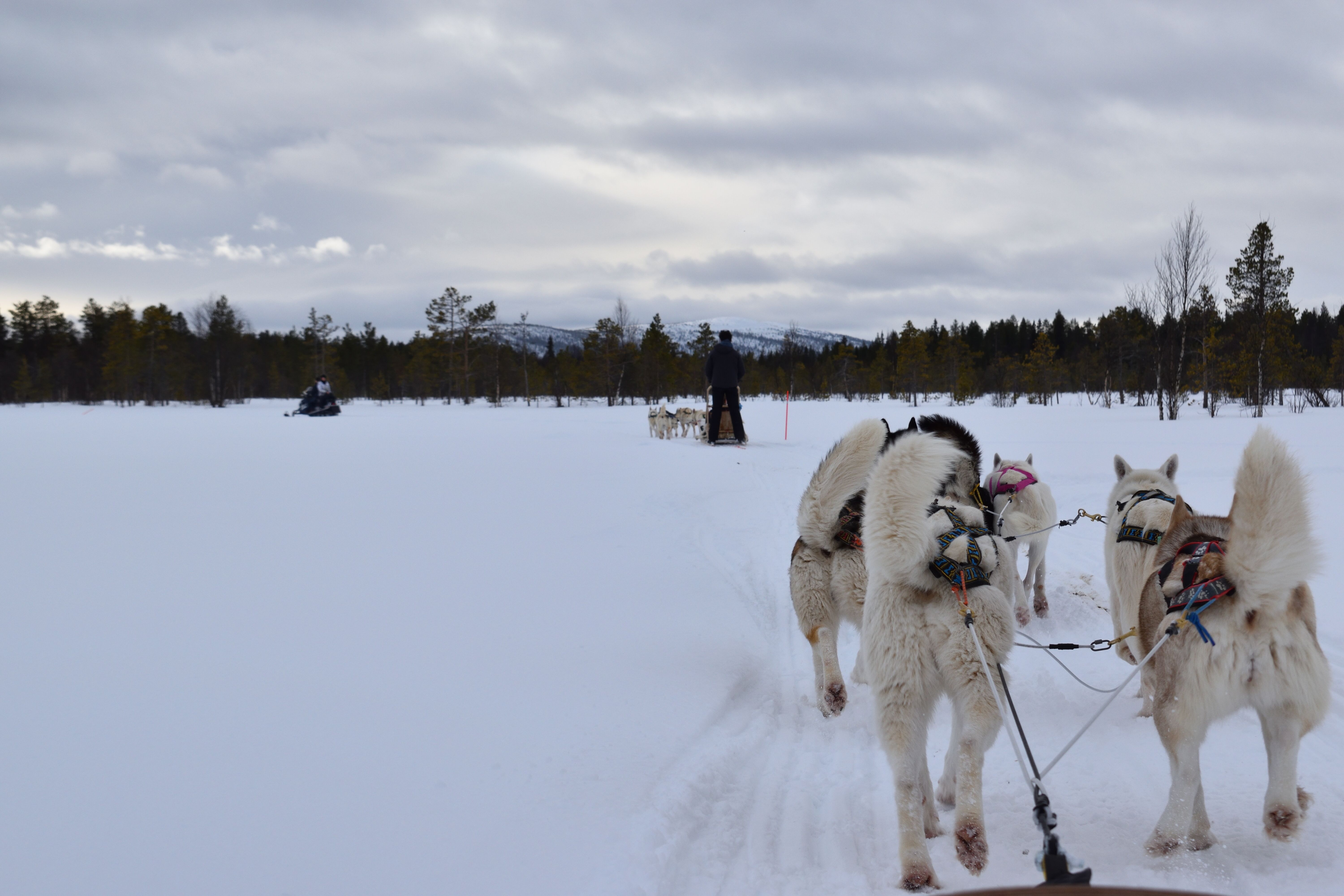 Lapland - Levi - Husky safari 